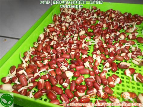 二十四宿 紅豆可以種嗎